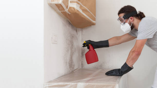 Professional Commercial Mold Remediation technician working in Woodland, WA